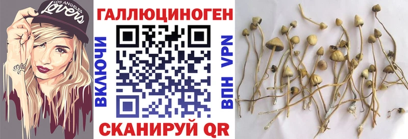 MEGA tor  Губкин  Псилоцибиновые грибы MAGIC MUSHROOMS 